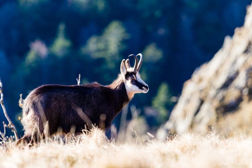 Chamois 06