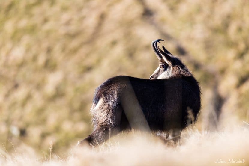 Chamois 07