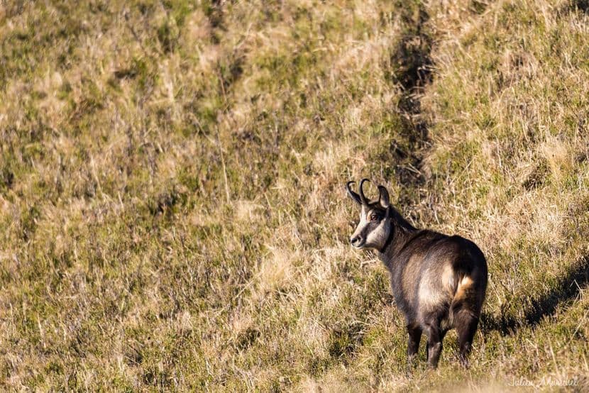 Chamois 08