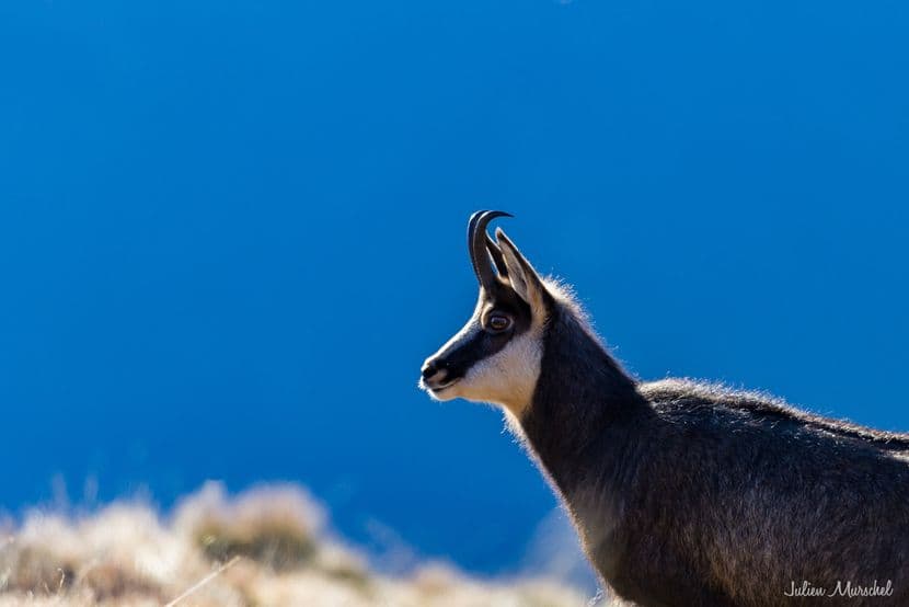 Chamois 09