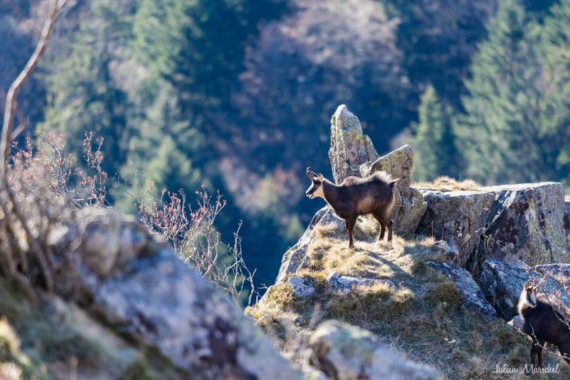 Chamois 11