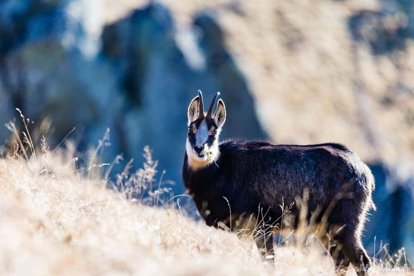 Chamois 12