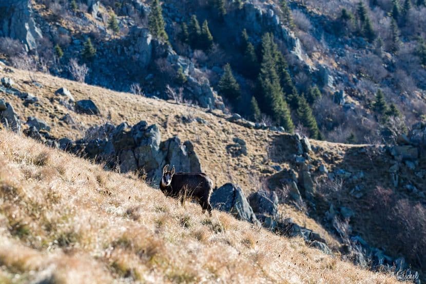 Chamois 13