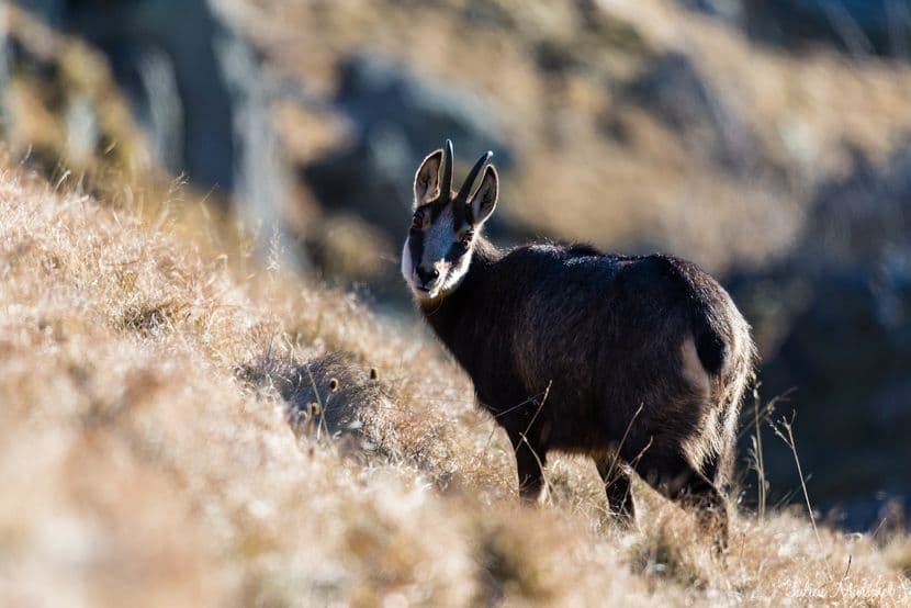 Chamois 14