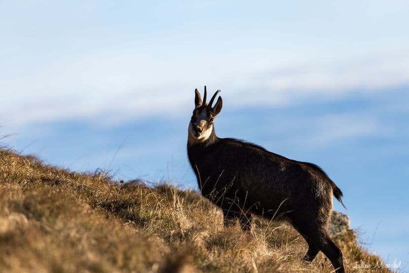 Chamois 17