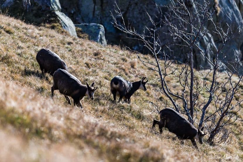 Chamois 19