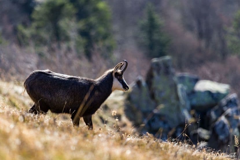 Chamois 21