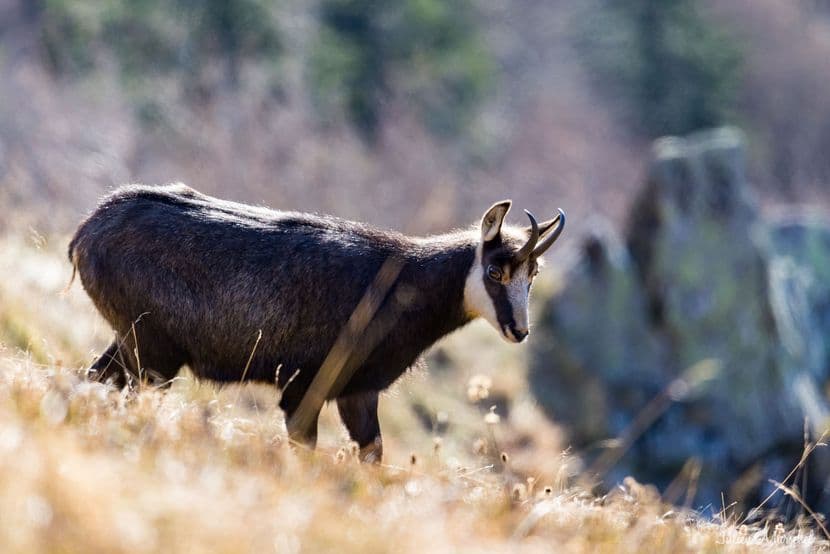 Chamois 22