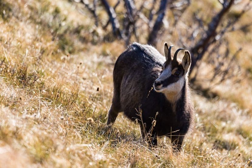 Chamois 23