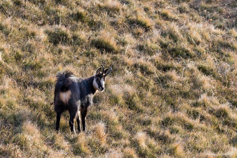 Chamois 27