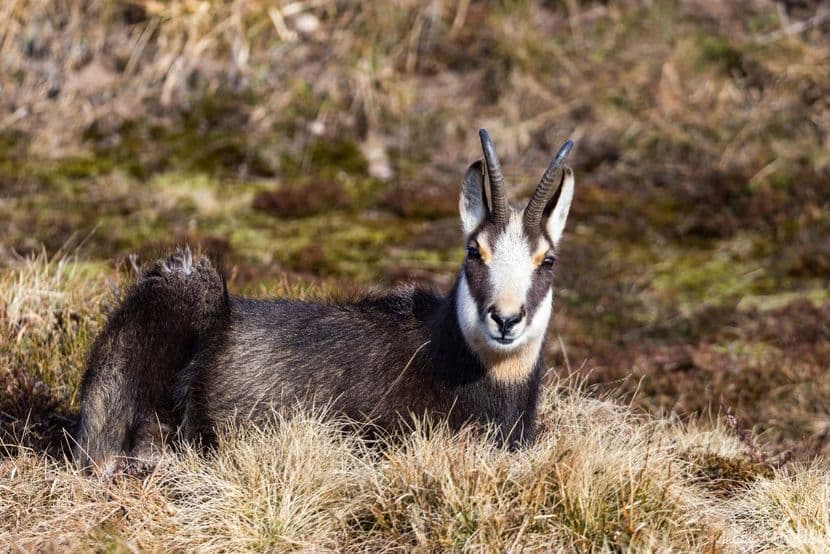 Chamois 29
