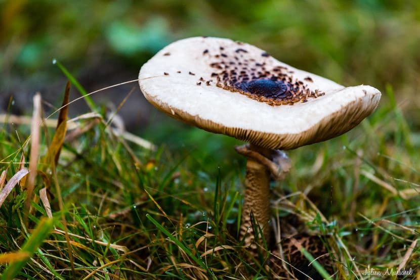 Champignon 01