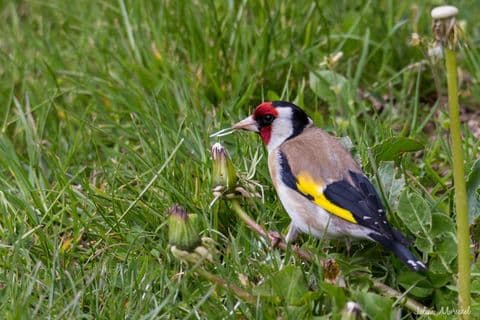 Chardonneret élégant 01