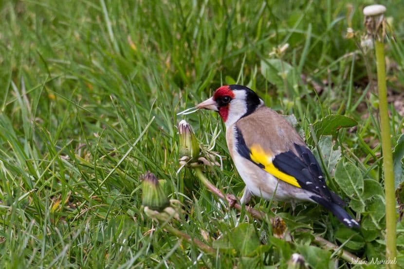 Chardonneret élégant 01