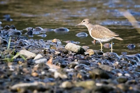 Chevalier culblanc 01