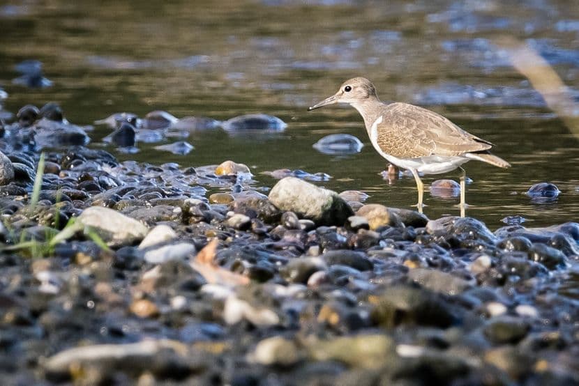 Chevalier culblanc 01