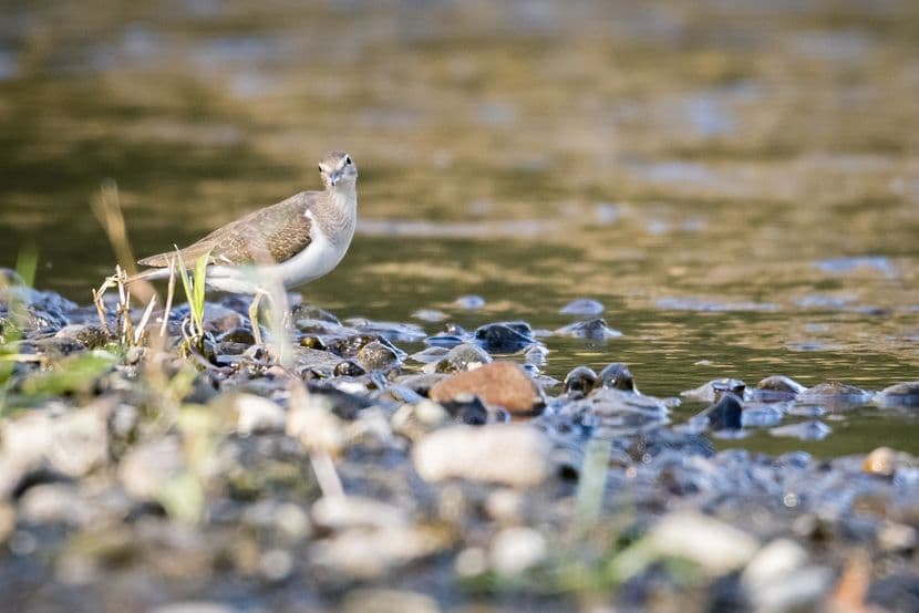 Chevalier culblanc 02
