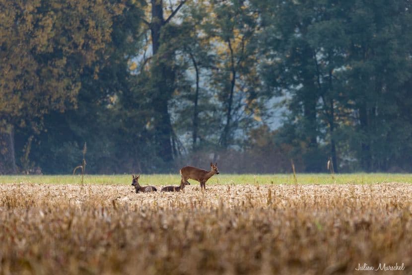 Chevreuil 02