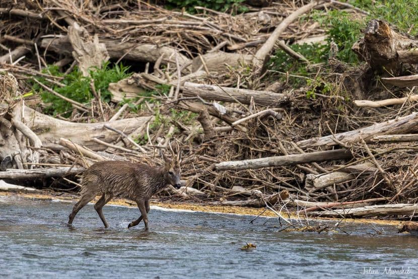 Chevreuil 07