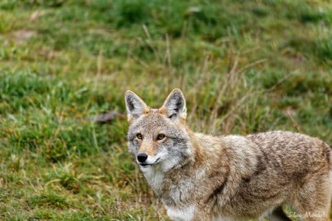 Coyote 06