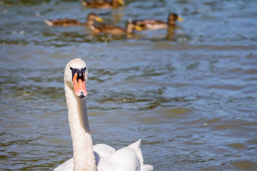 Cygne tuberculé 01