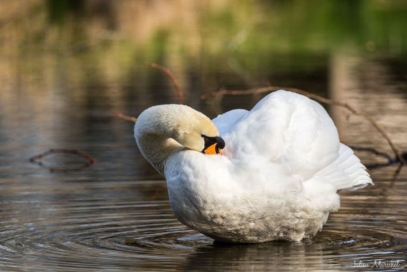 Cygne tuberculé 02