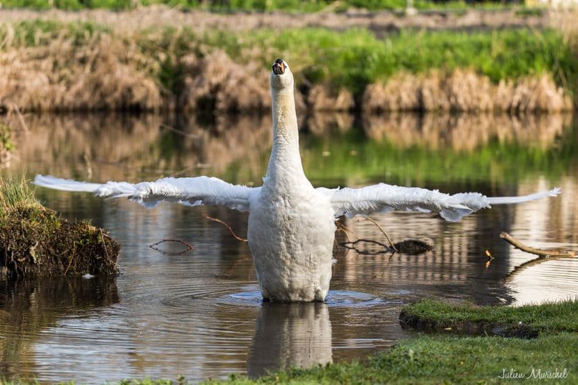Cygne tuberculé 03