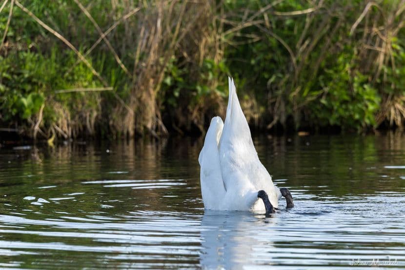 Cygne tuberculé 05
