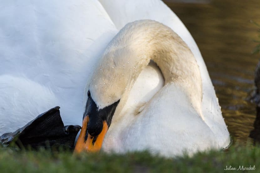 Cygne tuberculé 06