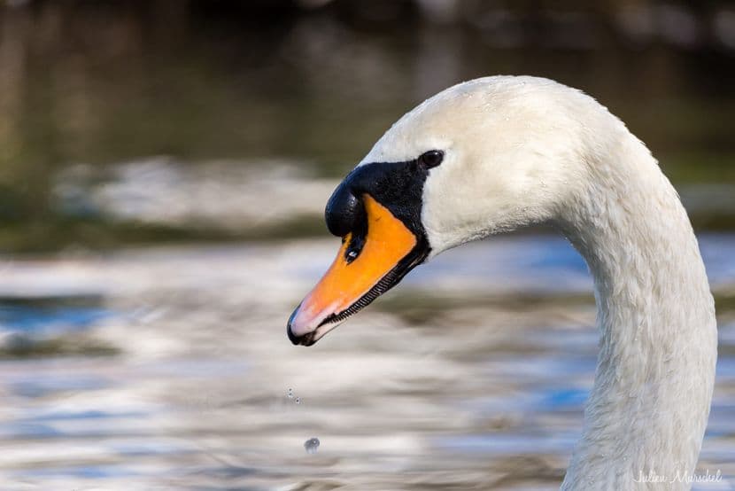 Cygne tuberculé 07