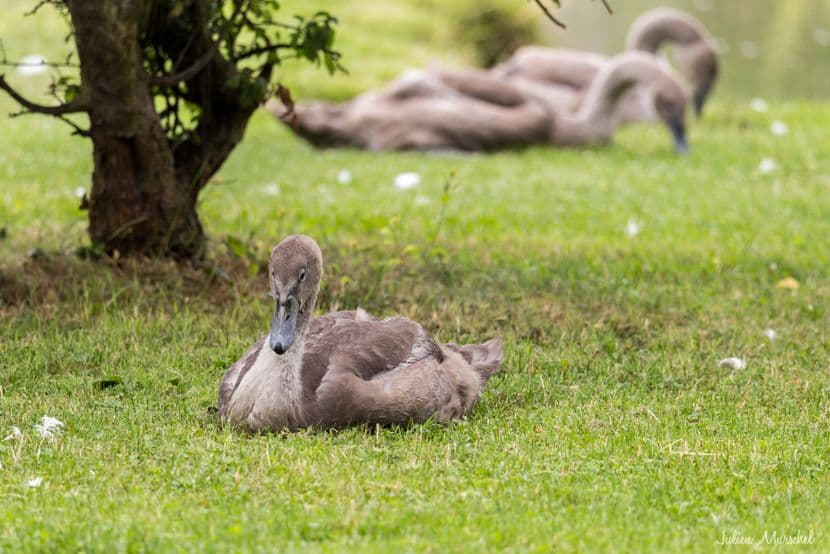 Cygne tuberculé 08