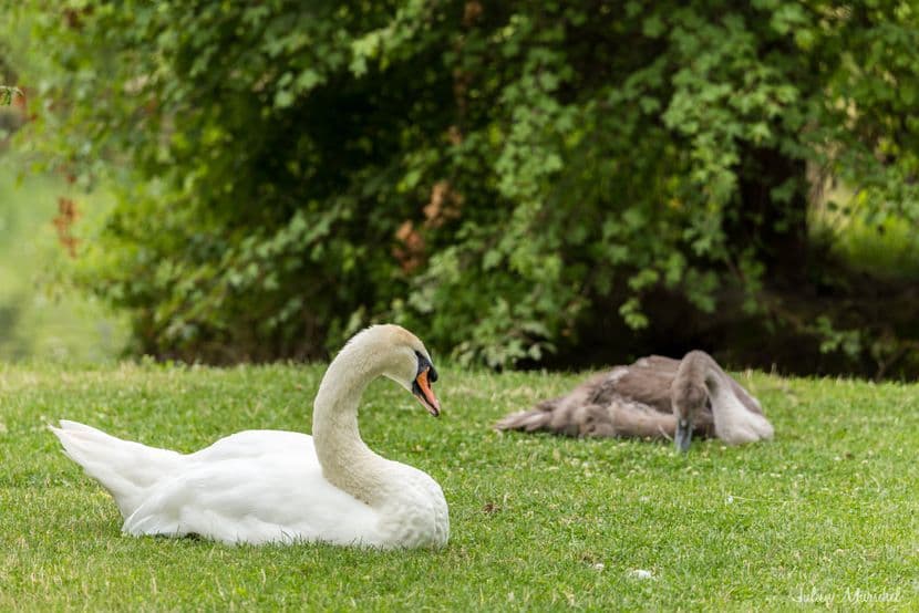 Cygne tuberculé 09