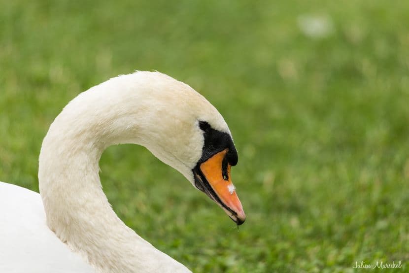 Cygne tuberculé 10