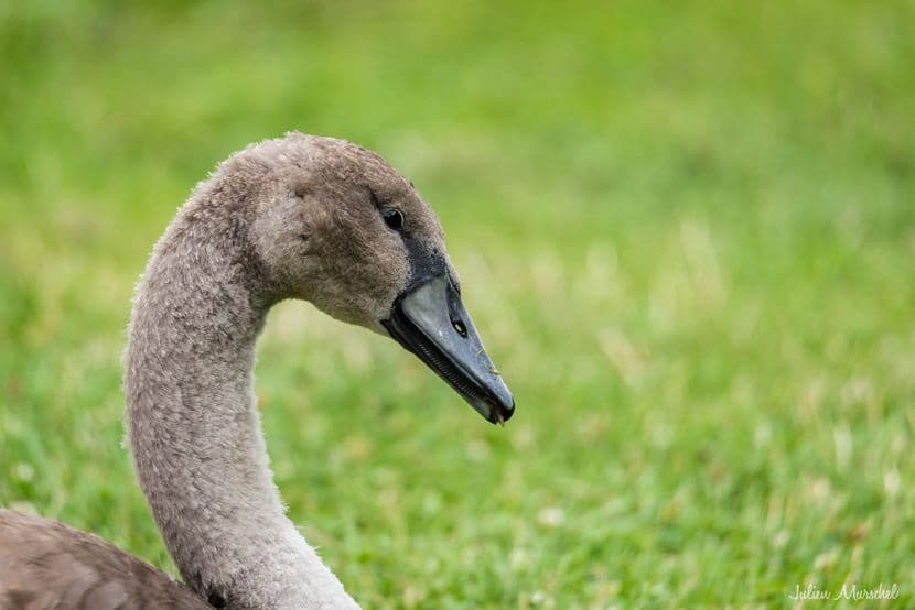 Cygne tuberculé 11