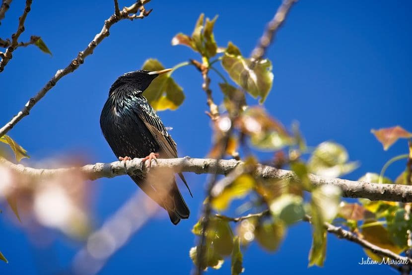 Étourneau sansonnet 01