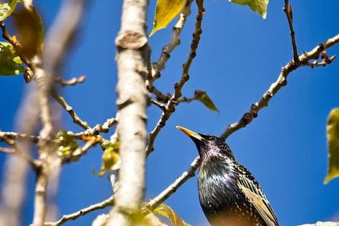 Étourneau sansonnet 02