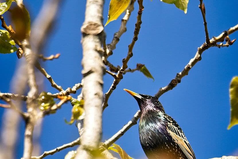 Étourneau sansonnet 02