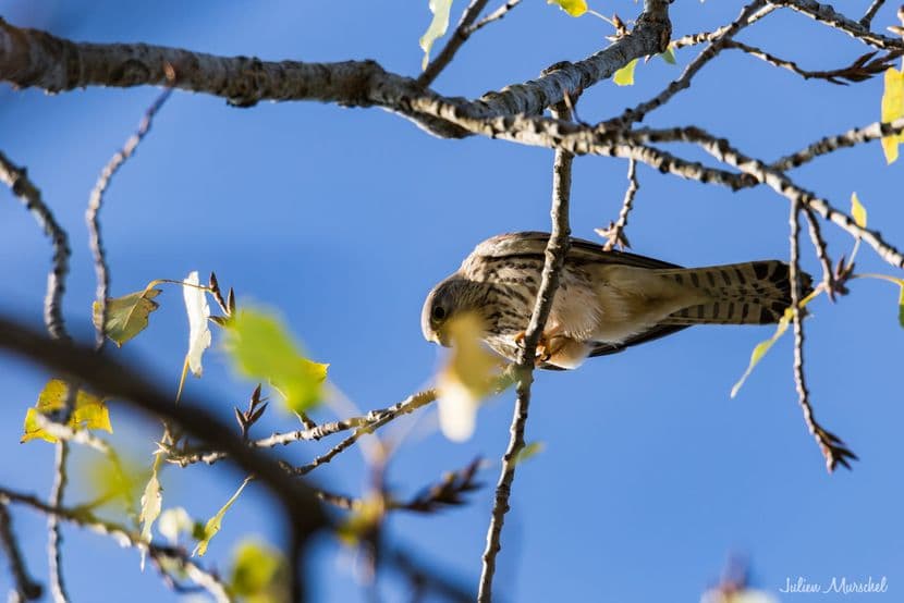 Faucon crécerelle 01