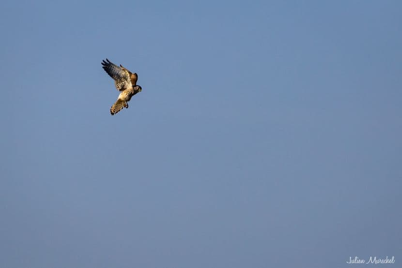 Faucon crécerelle 02