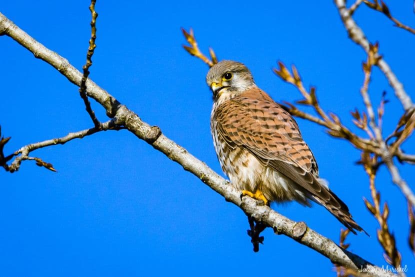 Faucon crécerelle 04