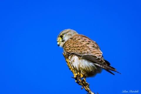 Faucon crécerelle 06
