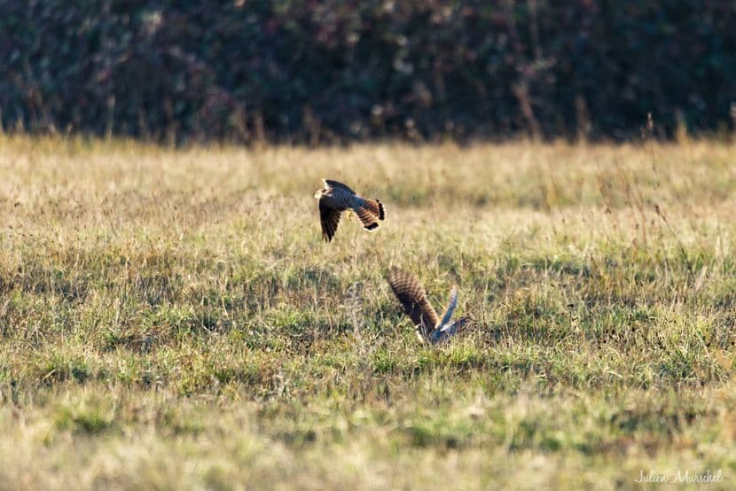 Faucon crécerelle 07