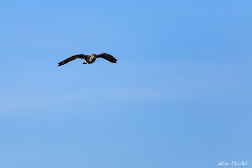 Faucon crécerelle 08