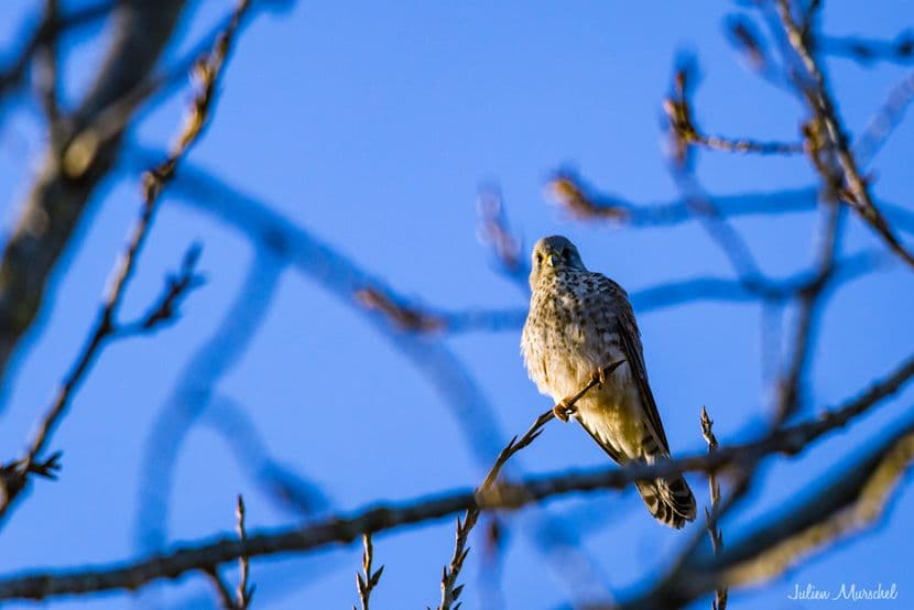 Faucon crécerelle 09