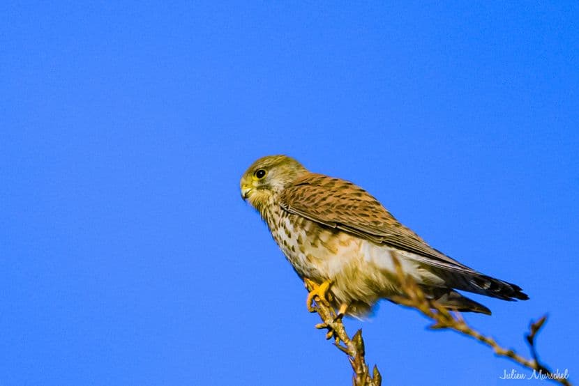 Faucon crécerelle 11