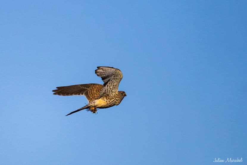 Faucon crécerelle 12