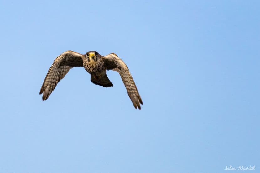 Faucon crécerelle 13