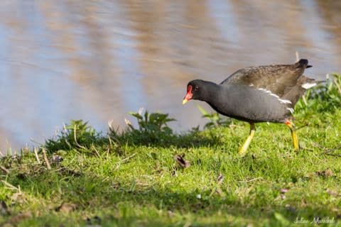 Gallinule poule-d'eau 07