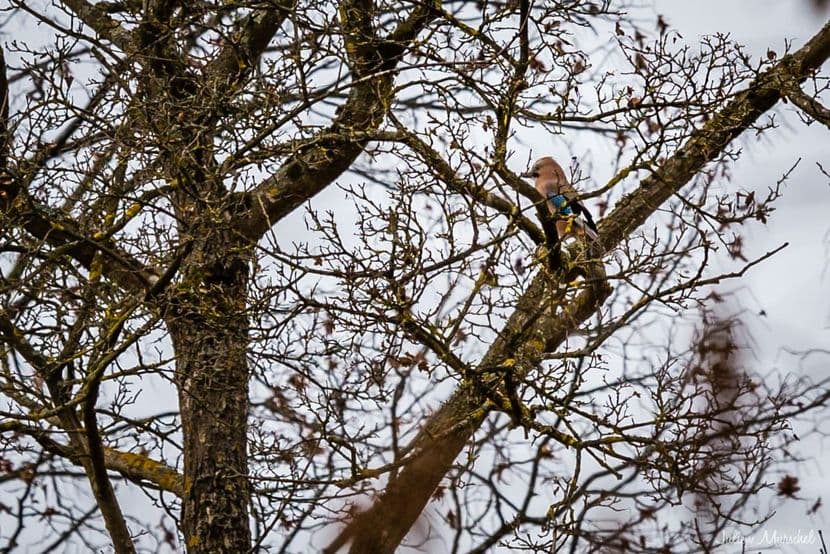 Geai des chênes 01