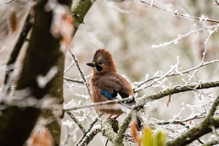 Geai des chênes 02